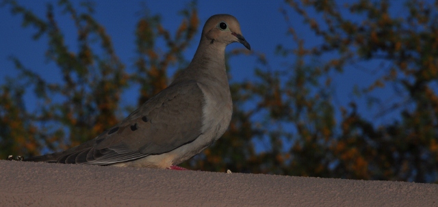mourning dove